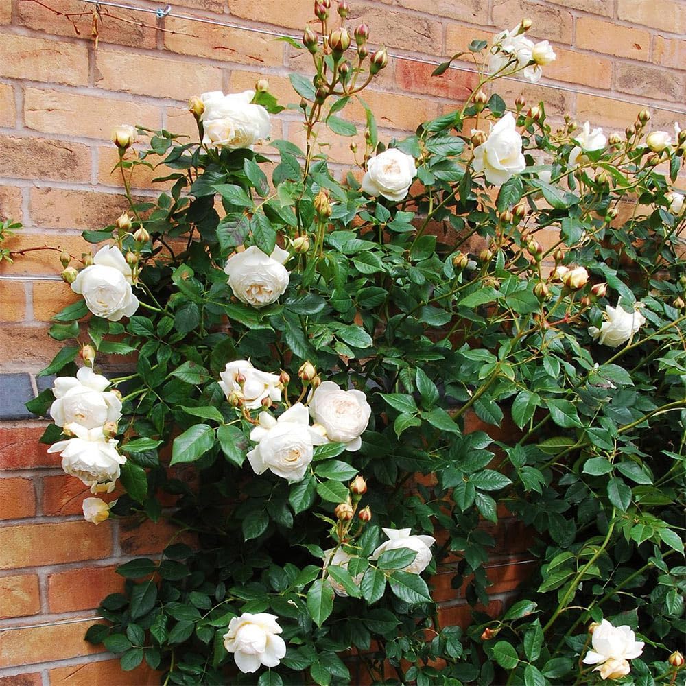 White Rose Bush U457184