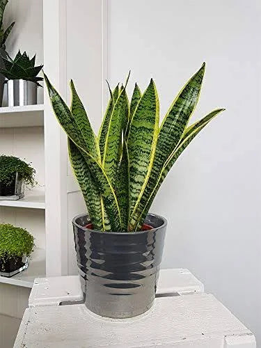 6x22 Pot Green Snake Plant S35863