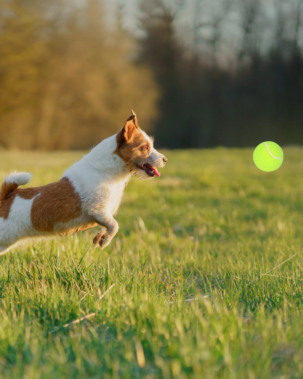 2-Inch Tennis Balls for Dogs (12 Balls) F1025