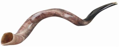 Yemenite Horns S2568