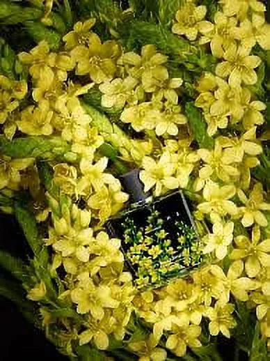 Citrine Perfume Eau de Parfum, 3.4 Fl oz A828