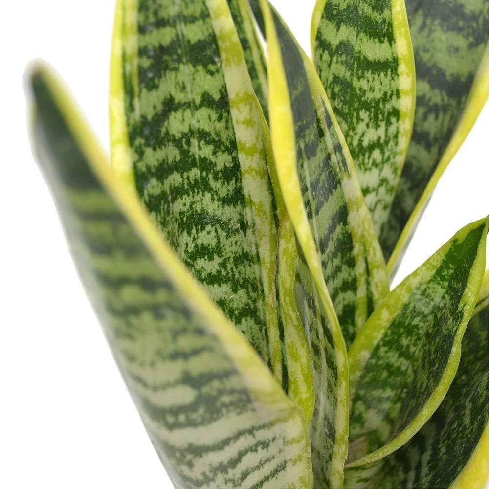 6x22 Pot Green Snake Plant S35863