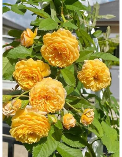 Golden Yellow Climbing Rose Live Plant Bare Root E607874