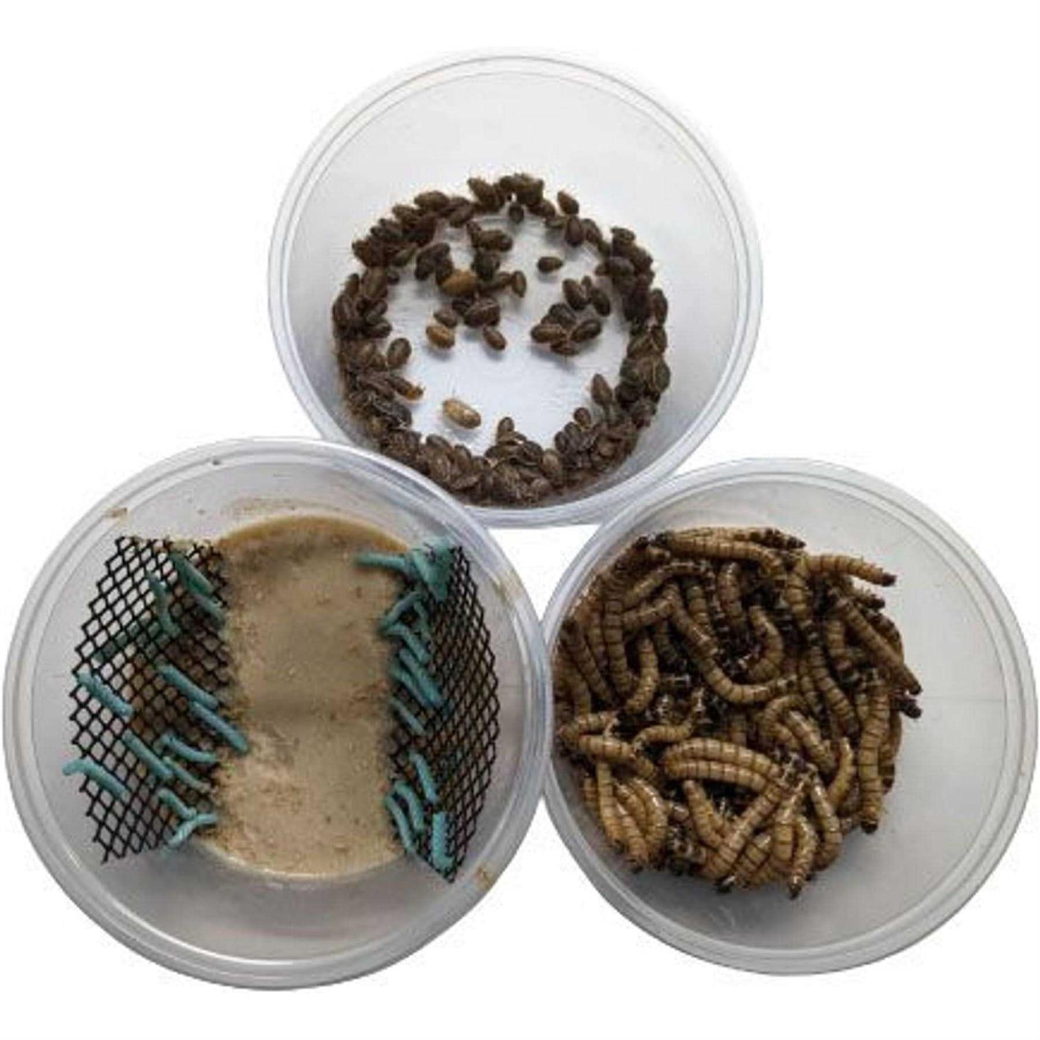 Small Roach Hornworm & Superworm Live Feeder Combo Reptile Food L2396
