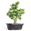 Cork Bark Jade Bonsai Portulacaria Afra O710