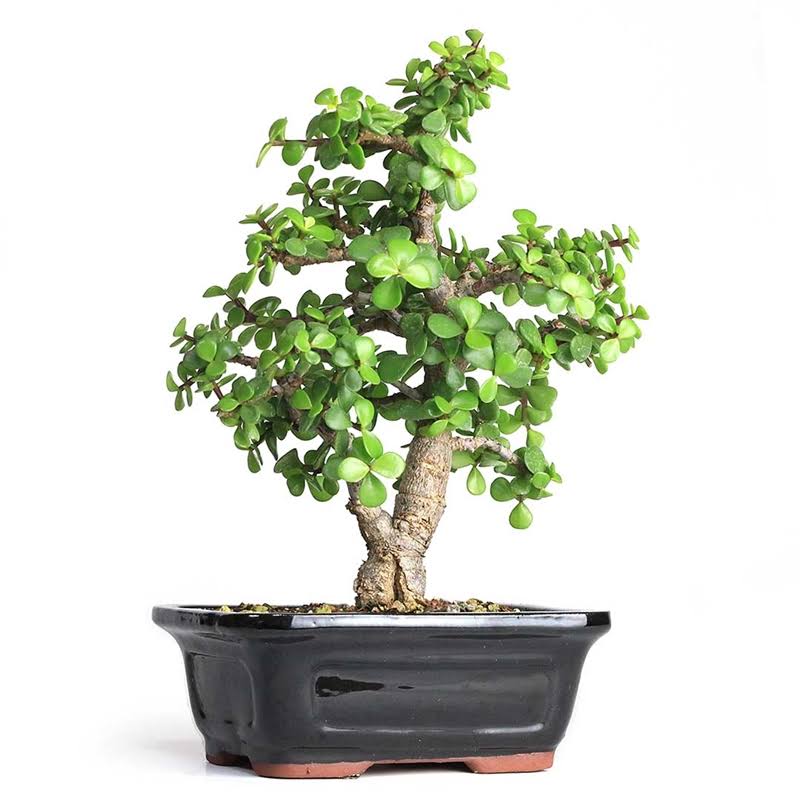 Cork Bark Jade Bonsai Portulacaria Afra O710