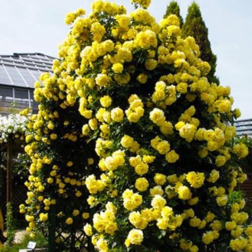 Golden Yellow Climbing Rose Live Plant Bare Root E607874