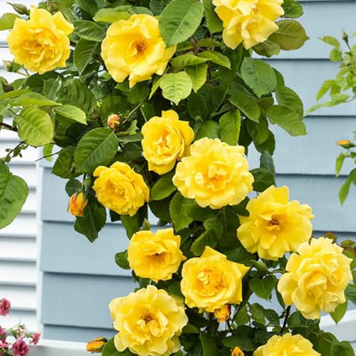 Golden Yellow Climbing Rose Live Plant Bare Root E607874