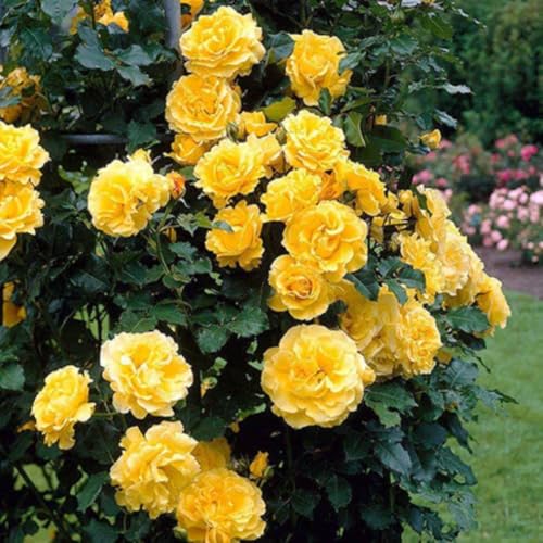 Golden Yellow Climbing Rose Live Plant Bare Root E607874