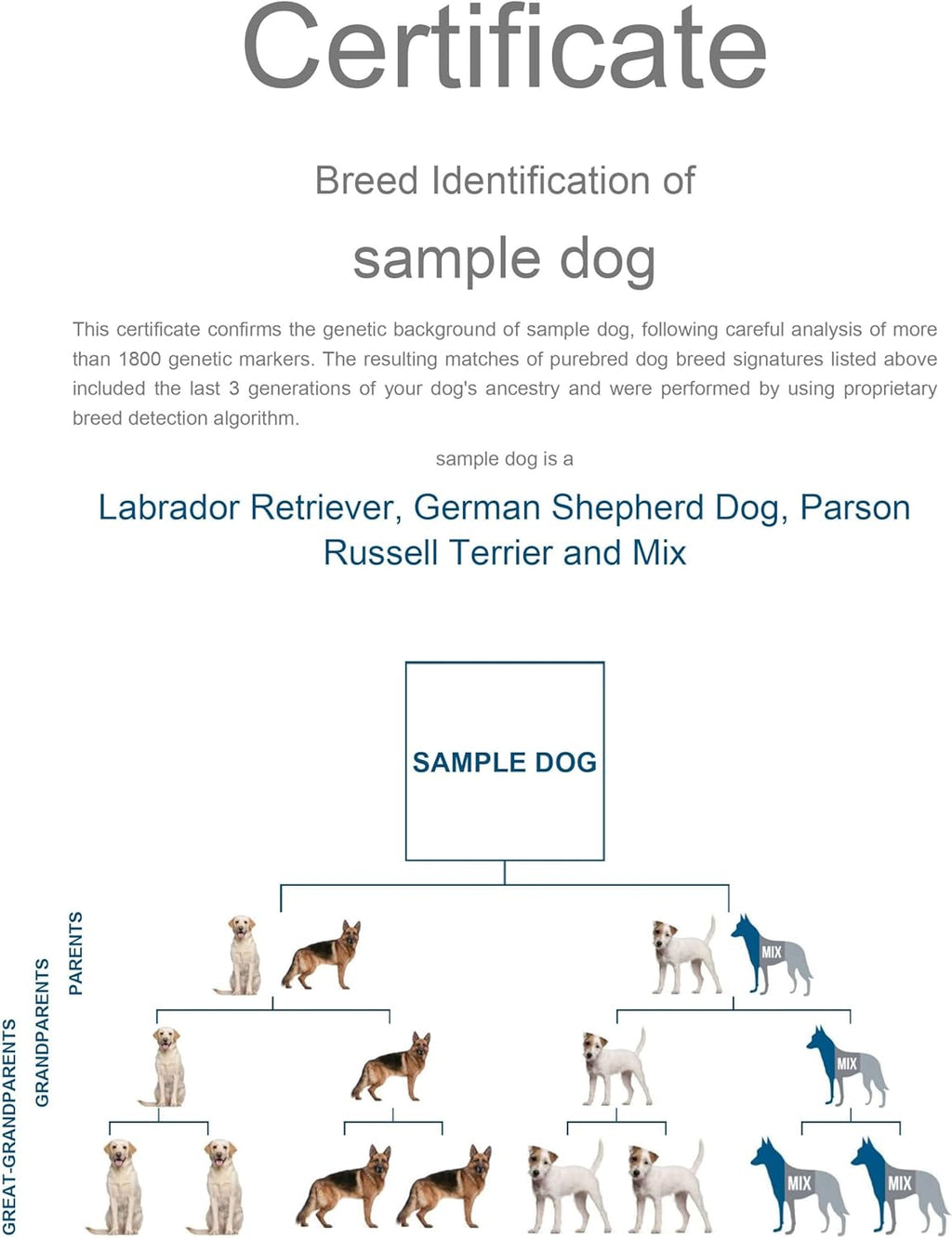 Dog DNA Test Kit for 350+ Breeds Y63681