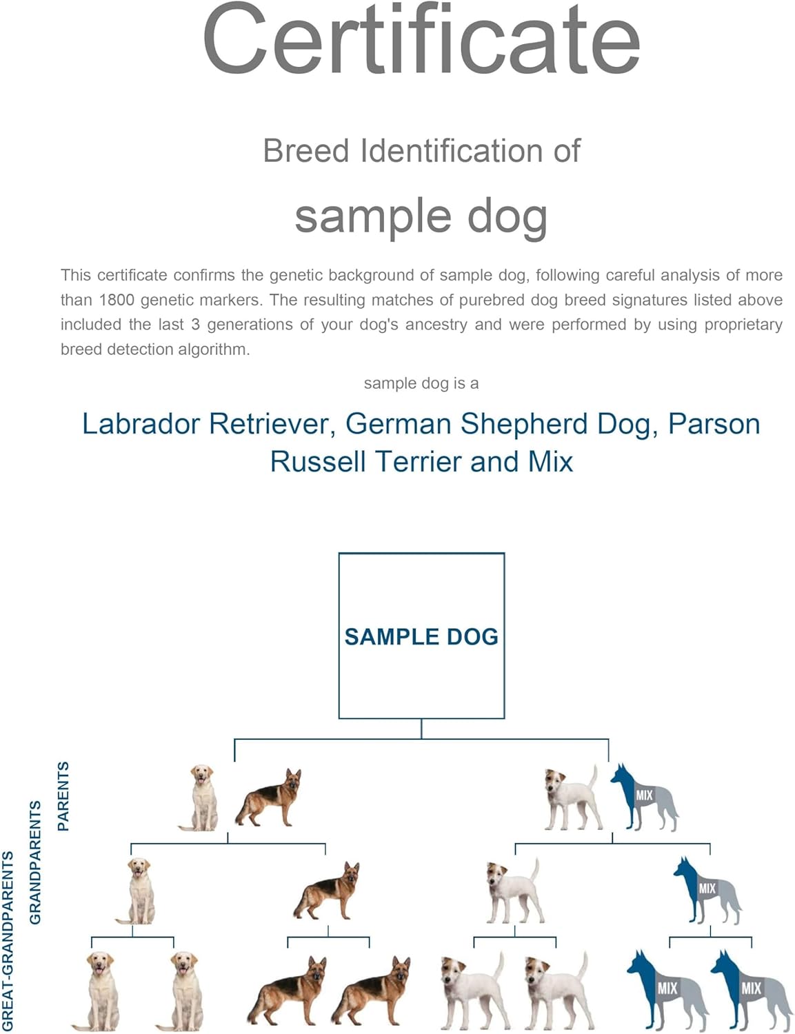 Dog DNA Test Kit for 350+ Breeds Y63681