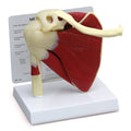Muscled Shoulder Model L325219