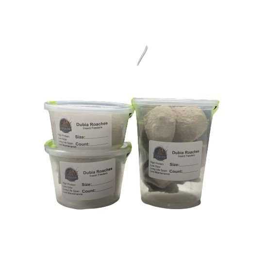 Small Roach Hornworm & Superworm Live Feeder Combo Reptile Food L2396