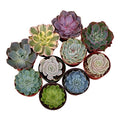 Collection of 40 Live Succulent Plants S774167