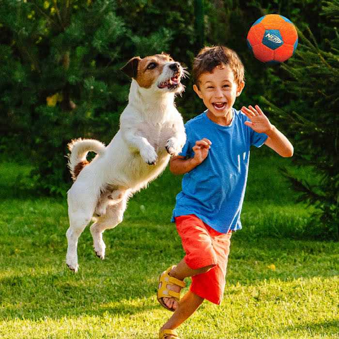 Soccer Squeak Ball Dog Toy A523858