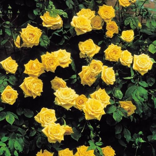 Golden Yellow Climbing Rose Live Plant Bare Root E607874