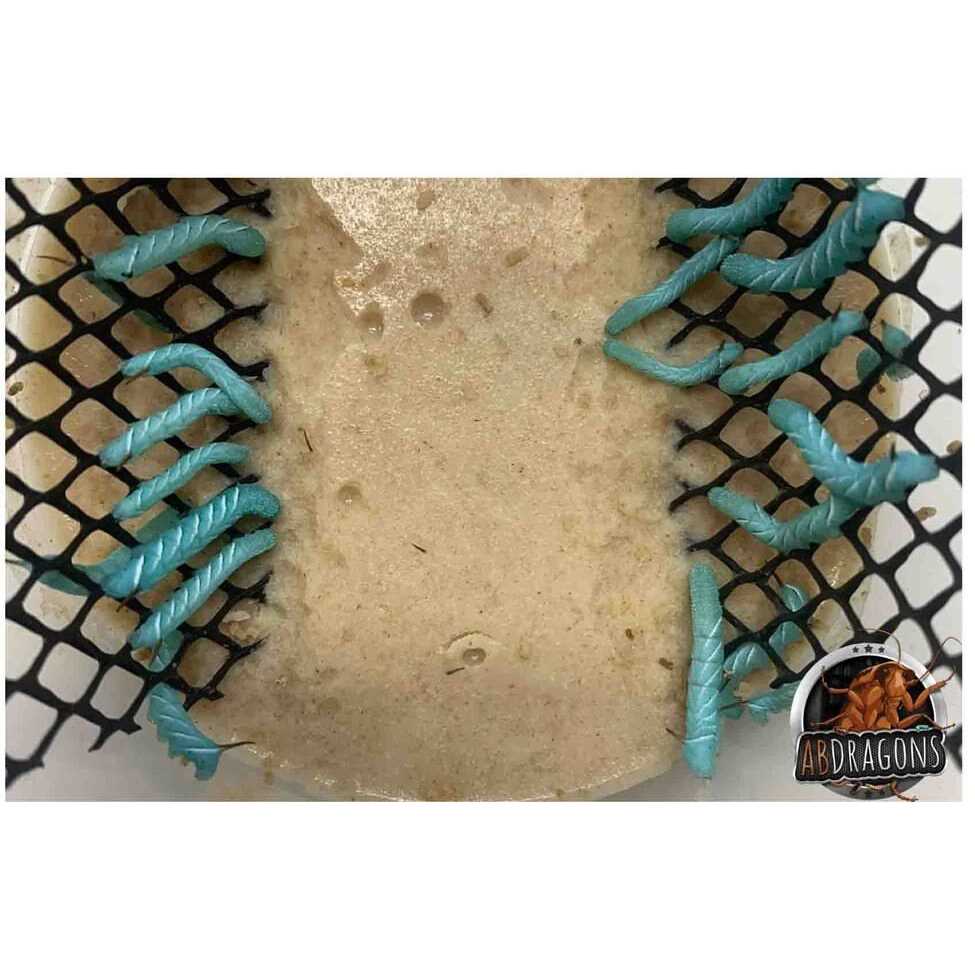 Small Roach Hornworm & Superworm Live Feeder Combo Reptile Food L2396
