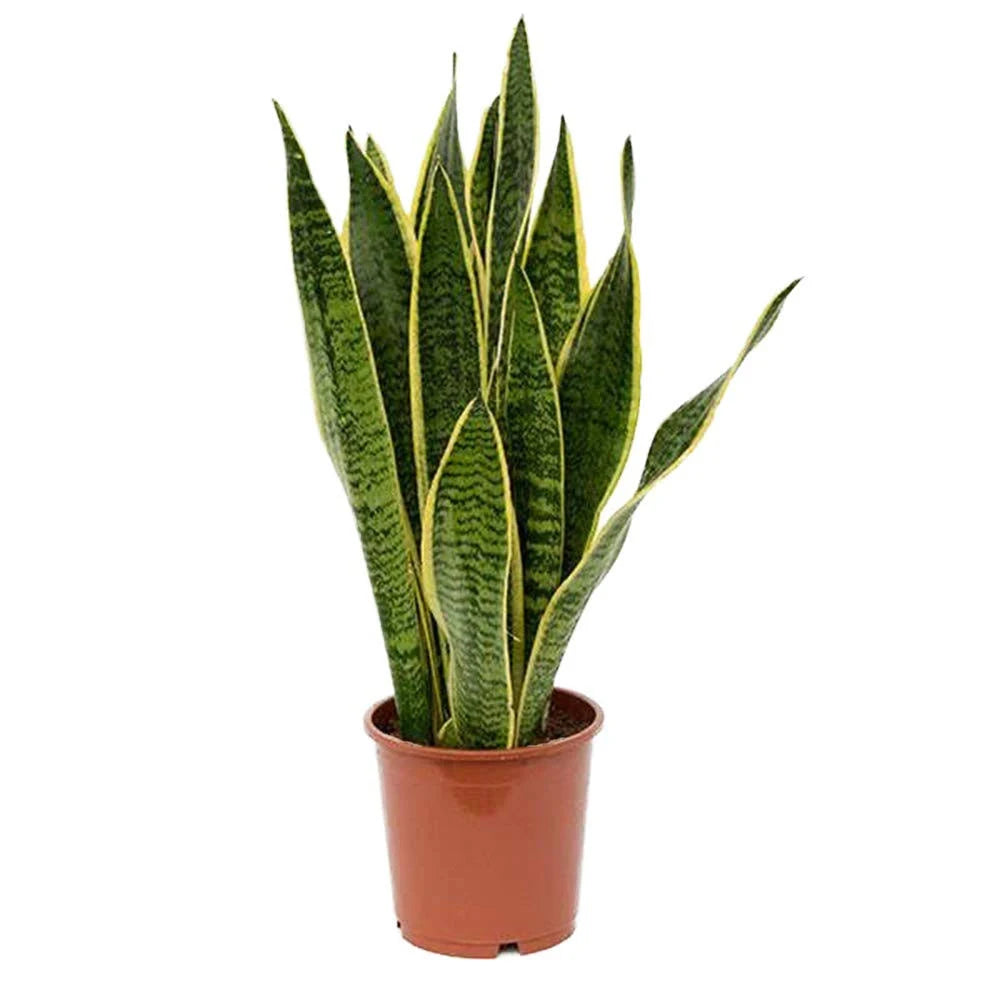 6x22 Pot Green Snake Plant S35863