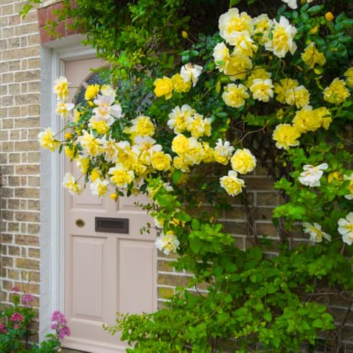 Golden Yellow Climbing Rose Live Plant Bare Root E607874