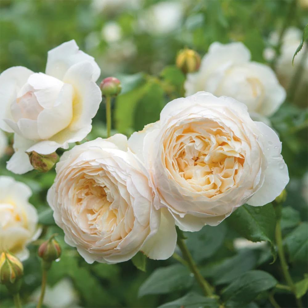White Rose Bush U457184