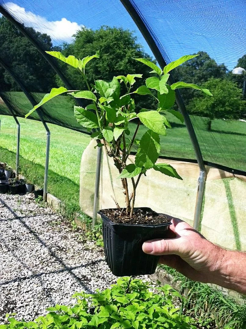 3 total plants in 4 inch pots L787557