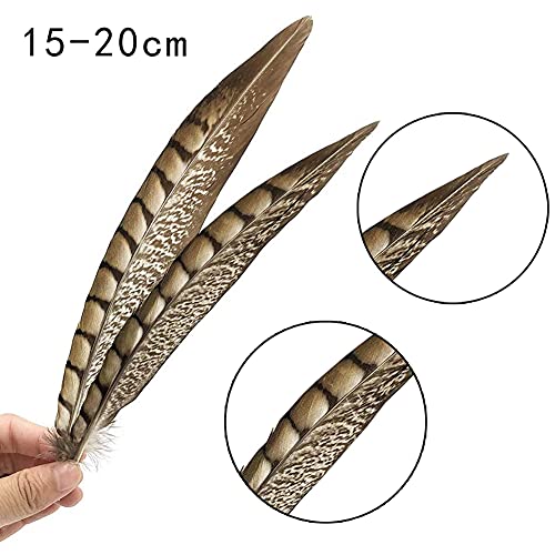 Natural Pheasant Feathers 12pcs 15-20cm W236