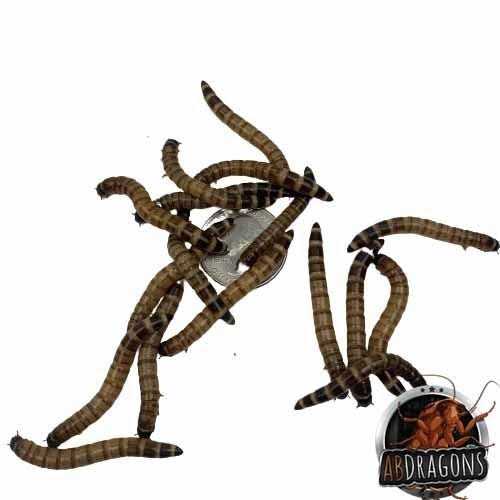 Small Roach Hornworm & Superworm Live Feeder Combo Reptile Food L2396